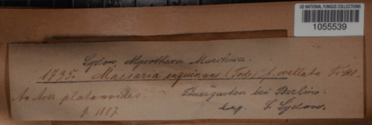 Massaria inquinans image